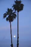 Setting Sun between Two California Fan Palm Trees-Timothy Hearsum-Photographic Print