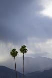 Setting Sun between Two California Fan Palm Trees-Timothy Hearsum-Photographic Print