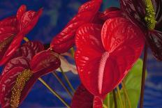 Variety of Cut Red Anthurium Flowers against Blue Background-Timothy Hearsum-Photographic Print