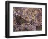 Timurid Decoration, Sufi Shrine of Gazargah, Herat Province, Afghanistan-Jane Sweeney-Framed Photographic Print