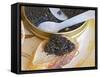 Tin of Black Caviar and Mother-Of-Pearl, Caviar Et Prestige, Saint Sulpice Et Cameyrac-Per Karlsson-Framed Stretched Canvas