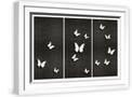 White Frame
