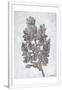 Gramercy White