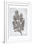Gramercy White