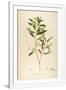 Gramercy White