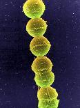 Streptococcus Bacteria, SEM-Tina Carvalho-Laminated Photographic Print