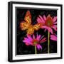 Black Frame