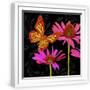 White Frame