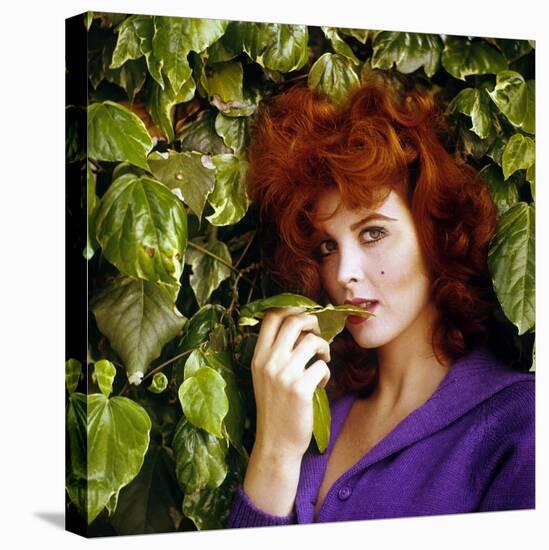 Tina Louise-null-Stretched Canvas