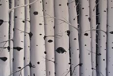 Birch Trees-Tina Palmer-Giclee Print