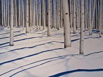 Birch Trees-Tina Palmer-Stretched Canvas