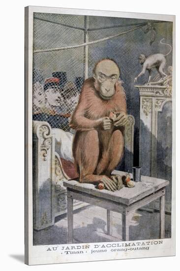 Tinan the Orangutan, 1896-Henri Meyer-Stretched Canvas