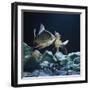 Tinfoil Barb Pair Interacting, Freshwater, from Se Asia-Jane Burton-Framed Photographic Print