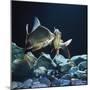 Tinfoil Barb Pair Interacting, Freshwater, from Se Asia-Jane Burton-Mounted Photographic Print