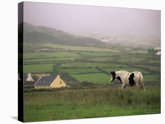 Tinker Horse Near Allihies, Beara Peninsula, County Cork, Munster, Republic of Ireland (Eire)-Patrick Dieudonne-Stretched Canvas