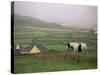 Tinker Horse Near Allihies, Beara Peninsula, County Cork, Munster, Republic of Ireland (Eire)-Patrick Dieudonne-Stretched Canvas