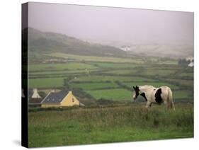 Tinker Horse Near Allihies, Beara Peninsula, County Cork, Munster, Republic of Ireland (Eire)-Patrick Dieudonne-Stretched Canvas