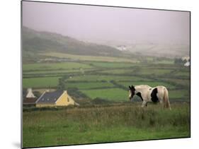 Tinker Horse Near Allihies, Beara Peninsula, County Cork, Munster, Republic of Ireland (Eire)-Patrick Dieudonne-Mounted Photographic Print