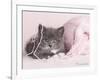 Tinker-Rachael Hale-Framed Photographic Print