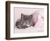 Tinker-Rachael Hale-Framed Photographic Print