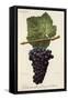 Tinta Carvalha De Traz-Os-Montes Grape-A. Kreyder-Framed Stretched Canvas