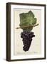 Tinta Carvalha De Traz-Os-Montes Grape-A. Kreyder-Framed Giclee Print