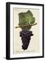 Tinta Carvalha De Traz-Os-Montes Grape-A. Kreyder-Framed Giclee Print