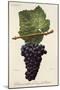 Tinta Carvalha De Traz-Os-Montes Grape-A. Kreyder-Mounted Giclee Print