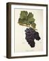 Tinta Castellao Grape-A. Kreyder-Framed Giclee Print