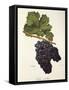 Tinta Castellao Grape-A. Kreyder-Framed Stretched Canvas