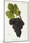 Tinta Lameira Grape-J. Troncy-Mounted Giclee Print