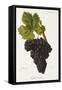 Tinta Lameira Grape-J. Troncy-Framed Stretched Canvas