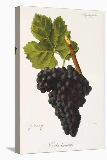 Tinta Lameira Grape-J. Troncy-Stretched Canvas