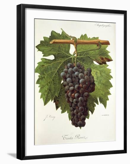 Tinta Roriz Grape-J. Troncy-Framed Giclee Print