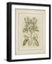 Tinted Botanical I-Samuel Curtis-Framed Art Print