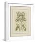 Tinted Botanical I-Samuel Curtis-Framed Art Print