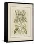 Tinted Botanical I-Samuel Curtis-Framed Stretched Canvas