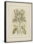 Tinted Botanical I-Samuel Curtis-Framed Stretched Canvas