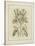 Tinted Botanical I-Samuel Curtis-Stretched Canvas