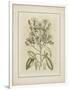 Tinted Botanical I-Samuel Curtis-Framed Art Print