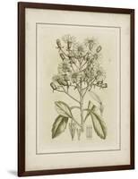 Tinted Botanical I-Samuel Curtis-Framed Art Print