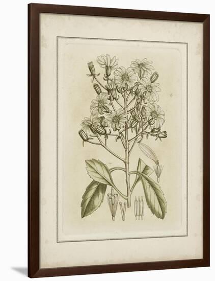 Tinted Botanical I-Samuel Curtis-Framed Art Print