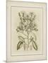 Tinted Botanical I-Samuel Curtis-Mounted Art Print