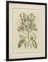 Tinted Botanical I-Samuel Curtis-Framed Art Print