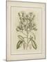 Tinted Botanical I-Samuel Curtis-Mounted Art Print