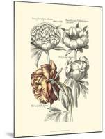 Tinted Floral I-Besler Basilius-Mounted Art Print