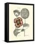 Tinted Floral II-Besler Basilius-Framed Stretched Canvas