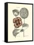 Tinted Floral II-Besler Basilius-Framed Stretched Canvas