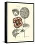 Tinted Floral II-Besler Basilius-Framed Stretched Canvas