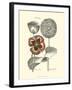 Tinted Floral II-Besler Basilius-Framed Art Print